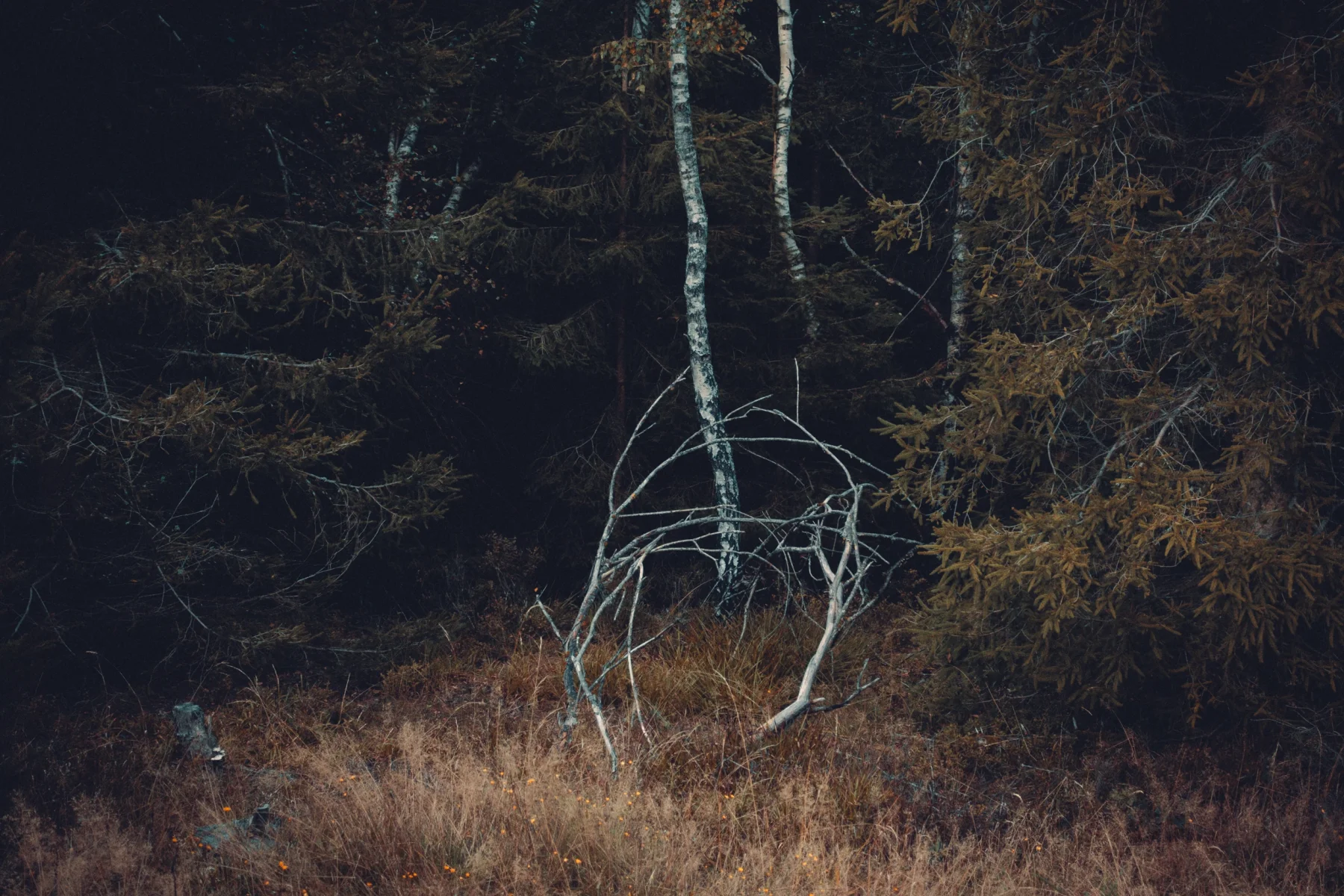 Long grass, birch trees and brushwood in autumn
