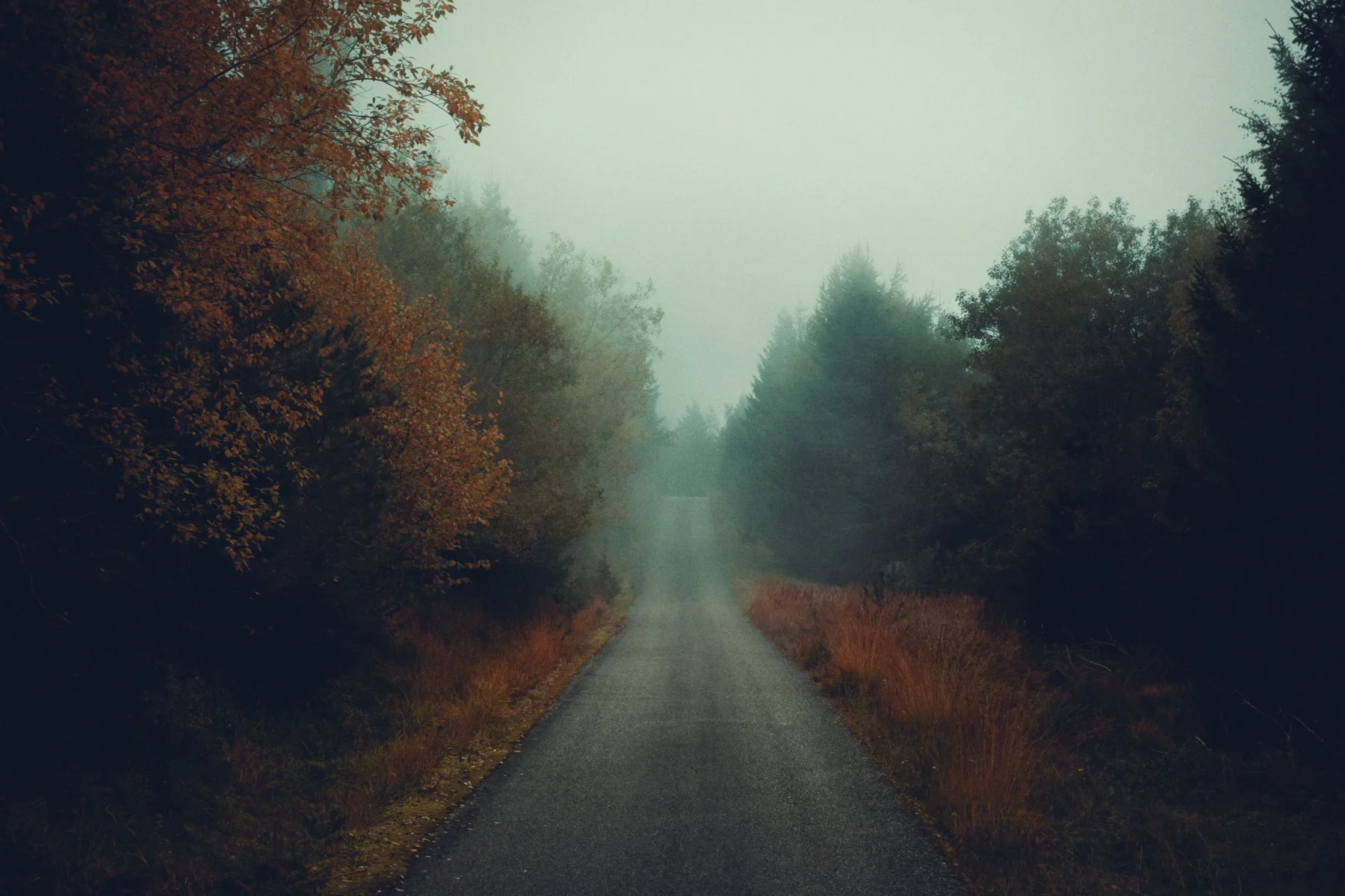 A road in autumn, lined with autumnal trees and undergrowth