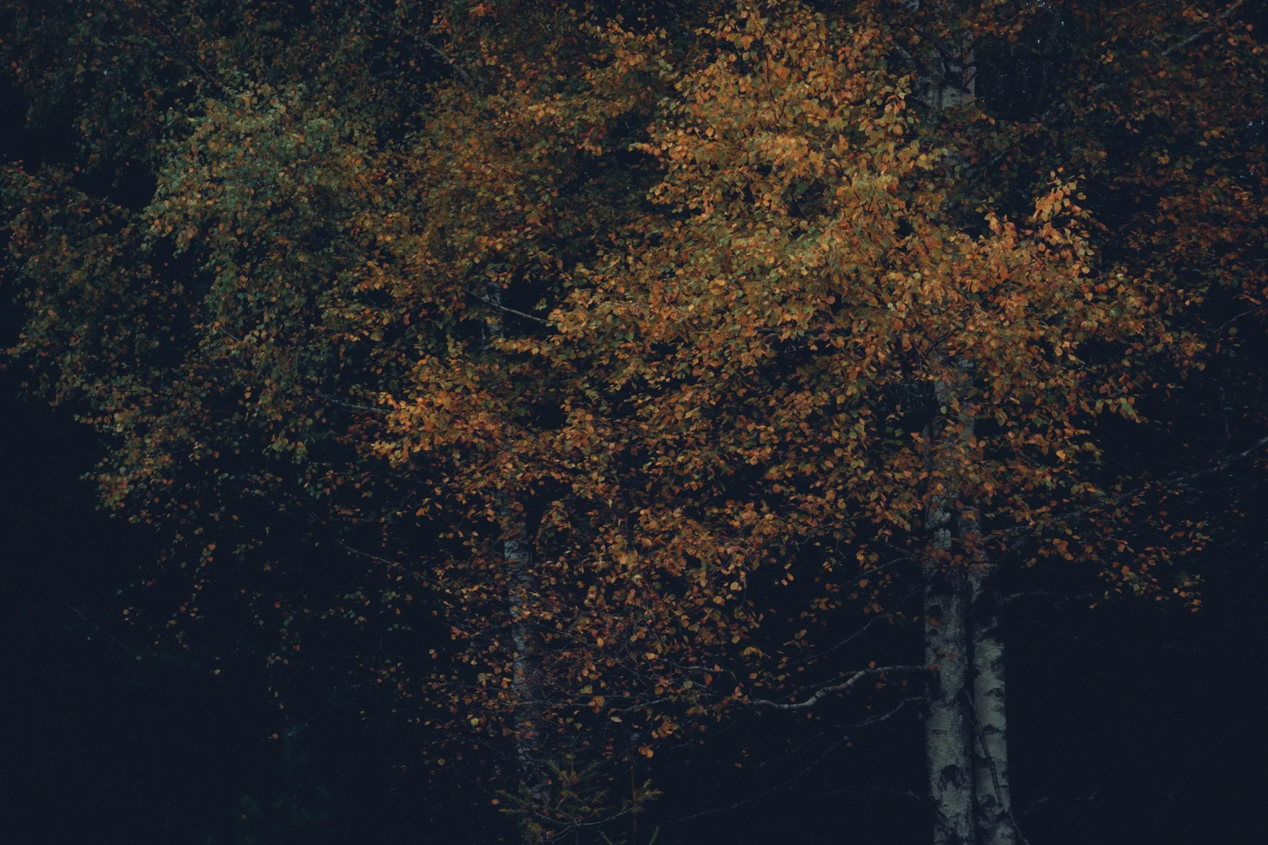 Birch trees in autumn