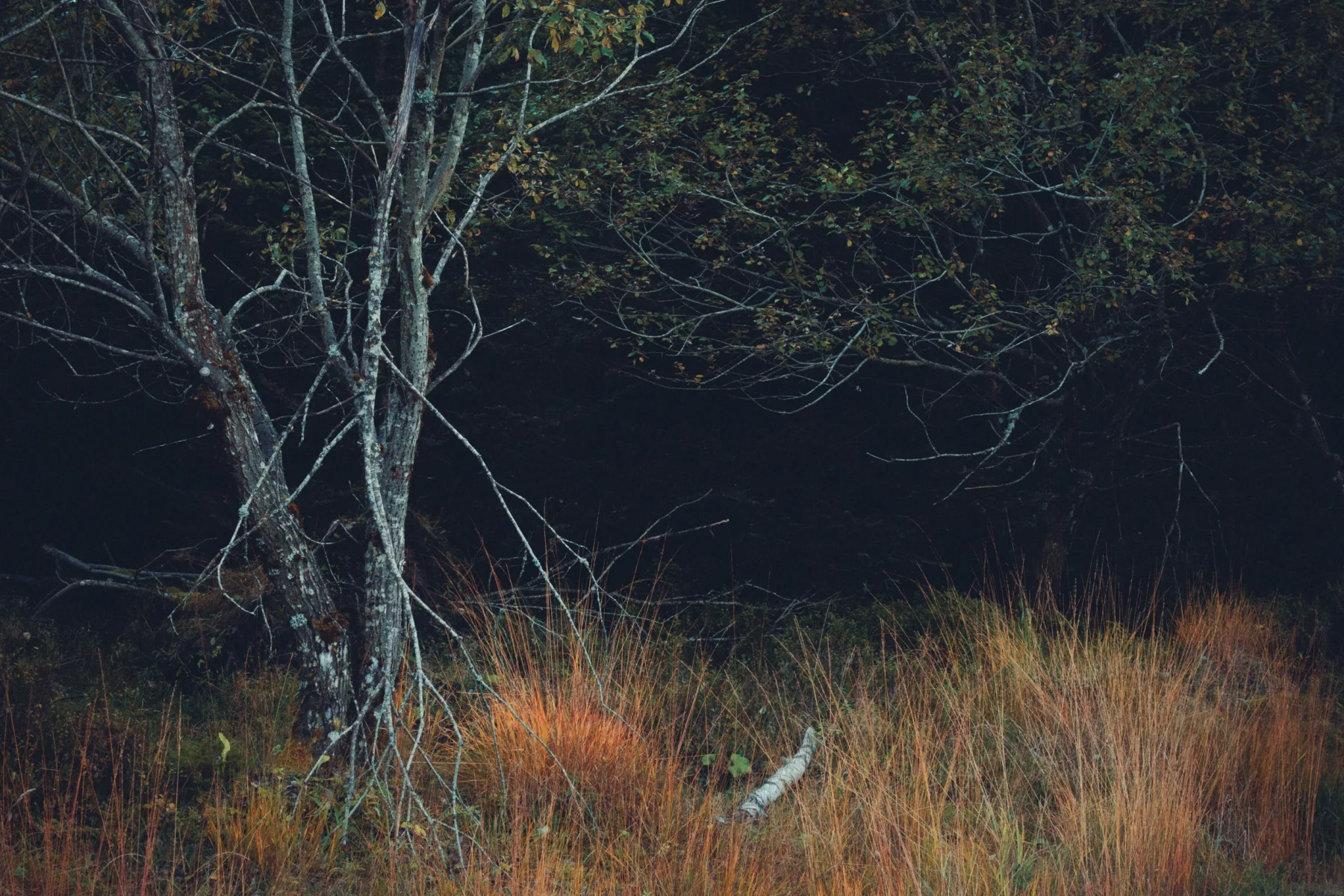 Long grass, birch trees and brushwood in autumn