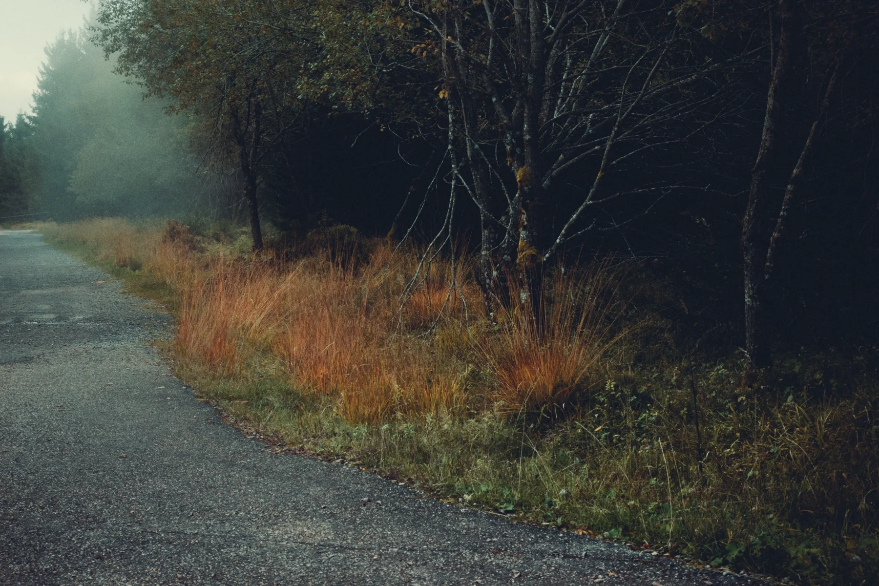A road in autumn, lined with autumnal trees and undergrowth