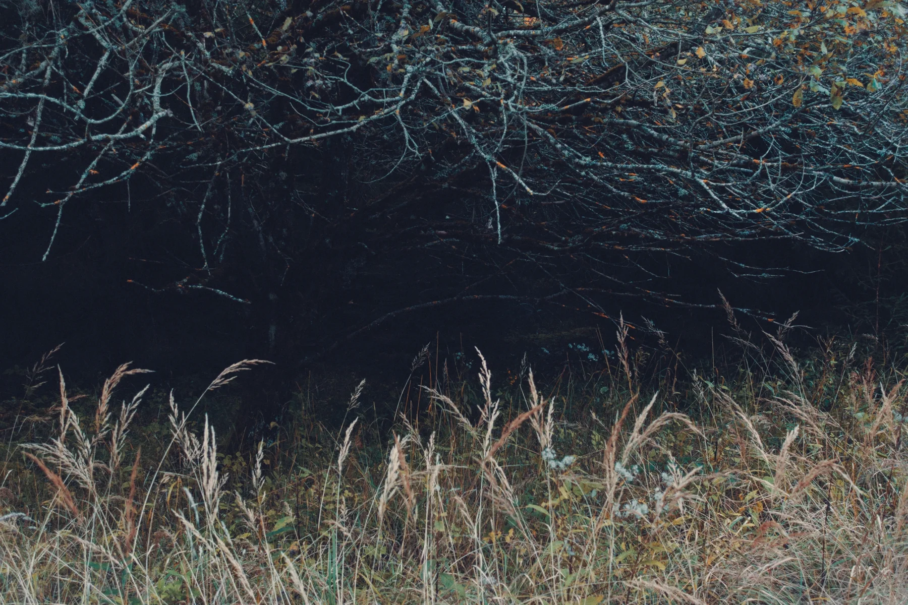 Grass and brushwood in autumn