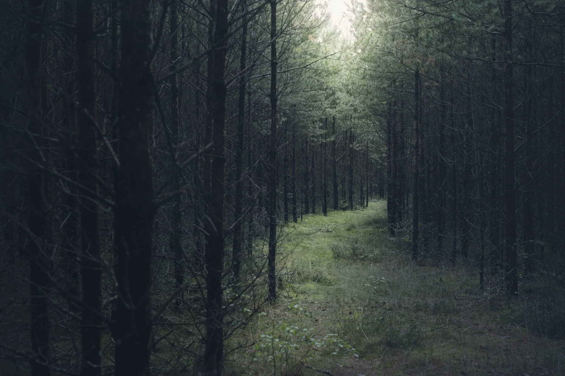 A path through dense fir trees