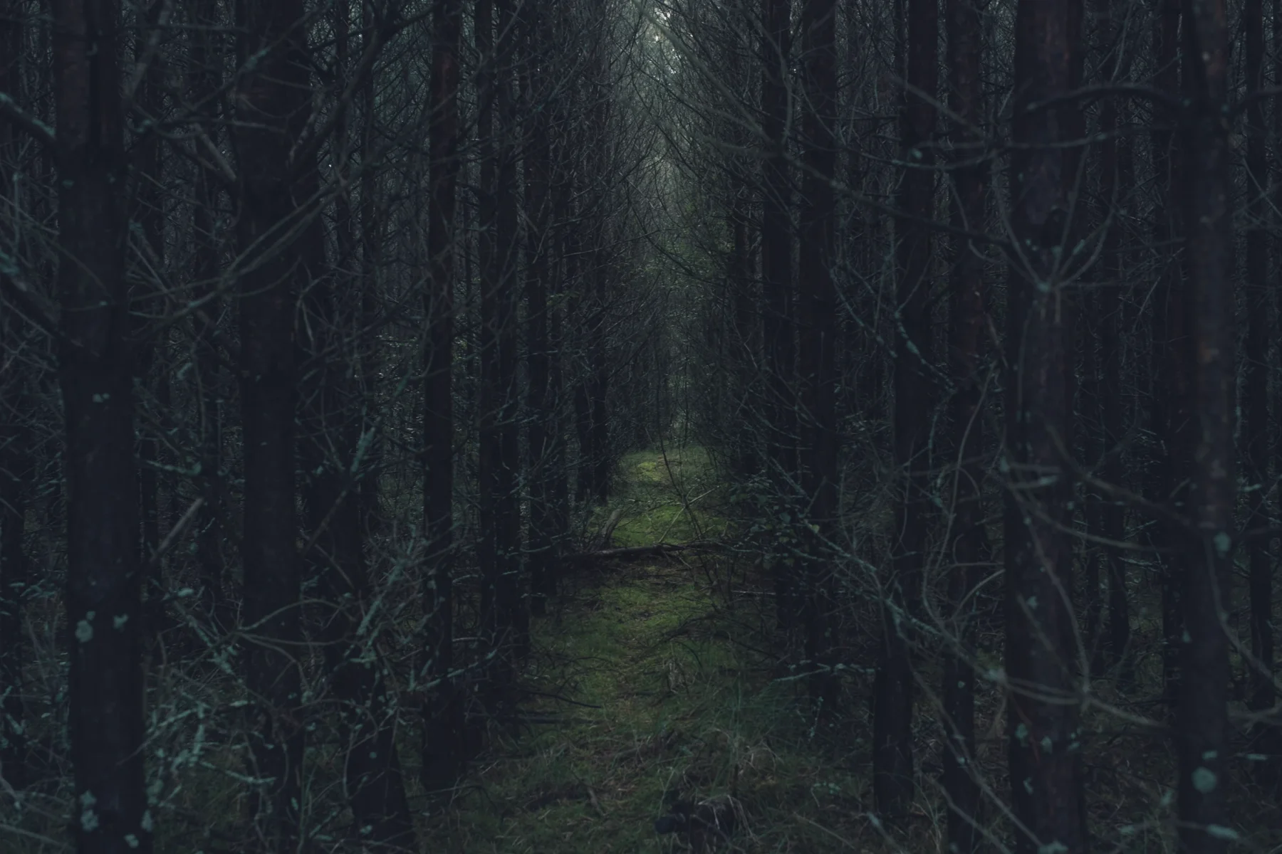 A path through dense fir trees