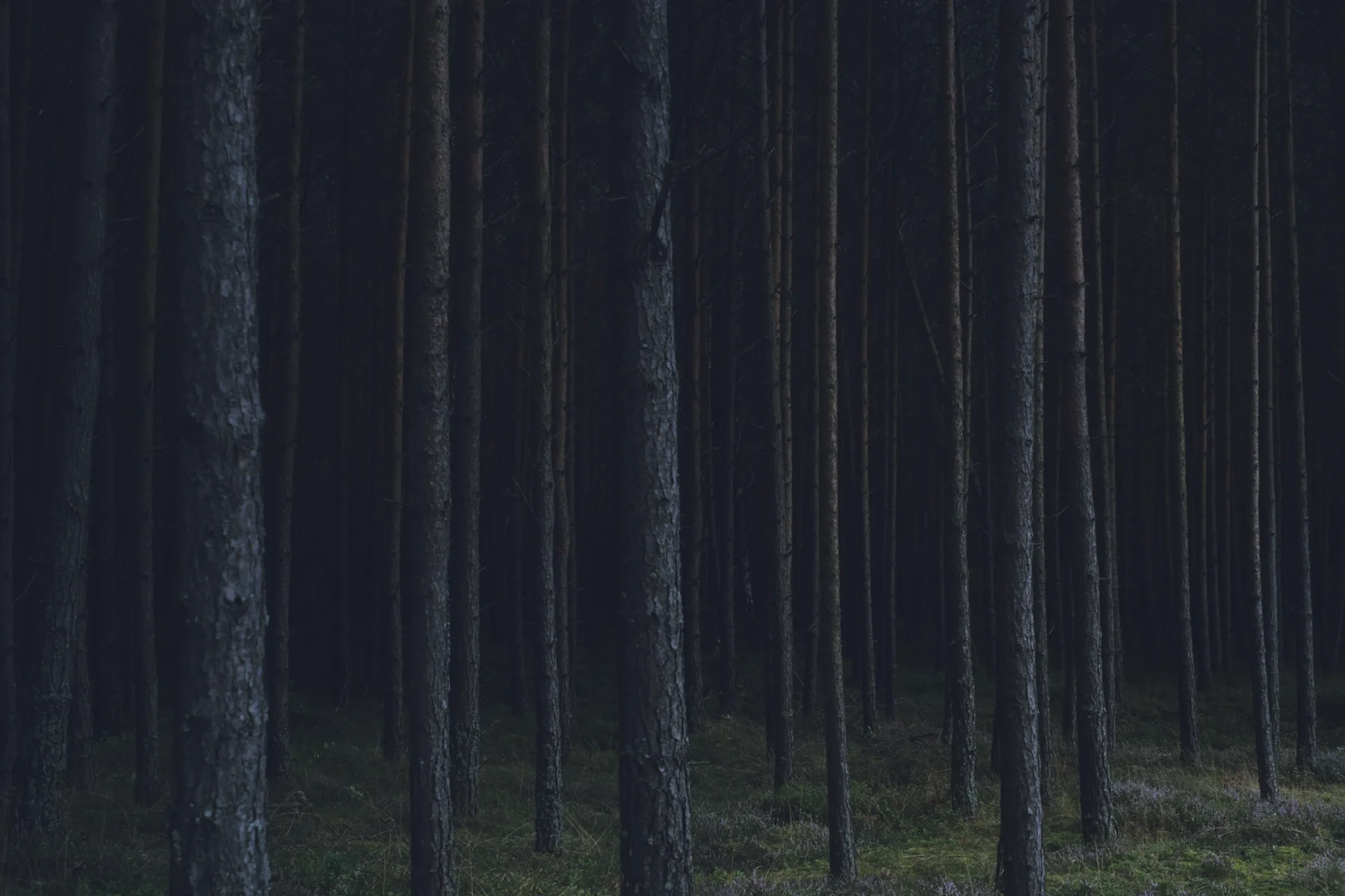 Dense fir trees in the woods